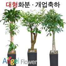 엔젤플라워 초특가 특대형화분 대박나무 행운목 전국당일꽃배달, A25 자바, 1개