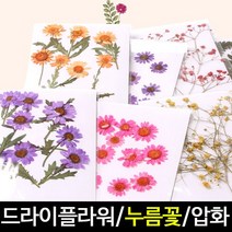 [아트랄라]자연의선물/누름꽃/드라이플라워/꾸미기재료/말린꽃, 마가렛 옐로우(꽃잎+줄기)