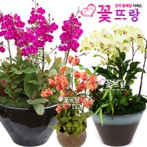꽃뜨랑 화려한서양란 호접란 만천홍 포춘 개업난 개업화분 전국꽃배달서비스 꽃화분, A06 핑크호접, 1개