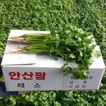 안산팜 고수 [GAP인증], 1개, 1kg