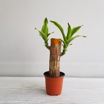 온누리농원 칼라행운목, 1개