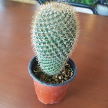 인커피식물카페 비성성옥 선인장 전자파차단식물 반려식물 공기정화식물