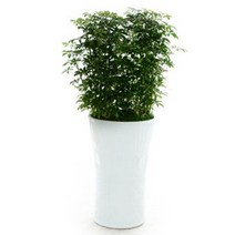 플라워리퍼블릭 개업화분 개업식 공기정화식물 관엽식물 전국꽃배달, 홍콩야자, 1개