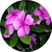 일일초 12포트 꽃모종, 1개