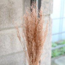 더봄 뮬리그라스(프리저브드플라워), 클라우크핑크