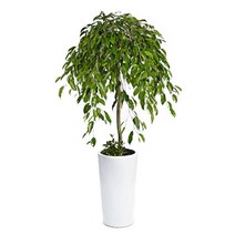 플라워리퍼블릭 킹벤자민1 관엽식물 실내화초 축하화분 거실화분