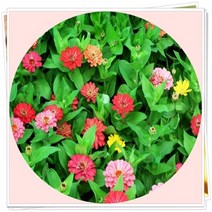 꽃백일홍 24포트 백일초, 1개