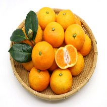 상큼한 제주 감귤, 1박스, 10kg 소과(2S)