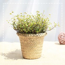 그린테라피 해초바구니 소형 공기정화식물, 트리안해초 바구니 소 (갈색)