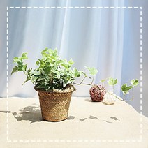 그린테라피 해초바구니 소형 공기정화식물, 칼라 아이비해초 바구니 소 (갈색)