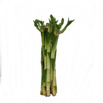 트리앤 개운죽 10cm~100cm 습도조절 수경식물, 03.개운죽30cm(10p) 1개