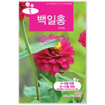 백일홍씨앗 400립 꽃씨앗, 1개