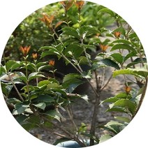 행복한정원 은목서 묘목2년5주