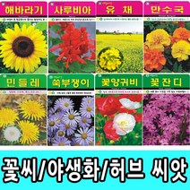 SN월드 씨앗 고급꽃씨 꽃씨앗, 고급 - 신경초(50립)