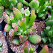 우주목(소) 다육식물 선인장