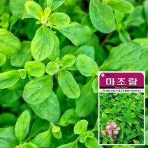 화분월드 (허브) 마조람 씨앗 (2500립), 단품