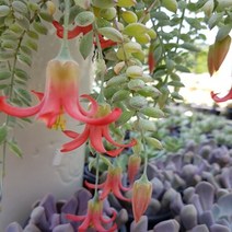 펜던스(중) 펜덴스 다육식물 선인장