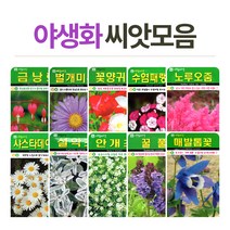 화분월드 야생화 씨앗, 야생화-꽃아마200립