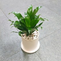 꽃피우는청년 새집증후군 미세먼지 제거 실내공기정화식물 원형 화이트 화분 (무광), 콤팩타, 1개