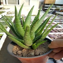 행복한꽃순이 미니 알로에 선인장 (소품)