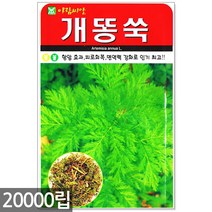 청농종묘 황백 초당옥수수 씨앗 100립 초당옥수수씨앗 옥수수씨앗 초당옥수수씨 옥수수씨, 10_개똥쑥(20000립)