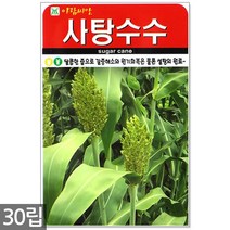 청농종묘 황백 초당옥수수 씨앗 100립 초당옥수수씨앗 옥수수씨앗 초당옥수수씨 옥수수씨, 08_사탕수수(30립)
