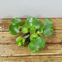 행복한꽃순이 부레옥잠 수생 수경 수반 물