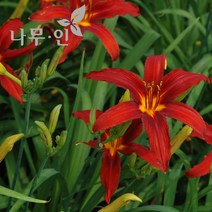 [나무인] 개량원추리 데이릴리 빨강4그루