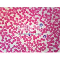 영구프레파라트-혈구 /교구6133