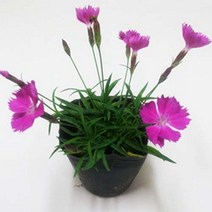 금산묘목나라 상록사계 패랭이꽃 모종 40포트 묶음 야생화 키우기, 1개