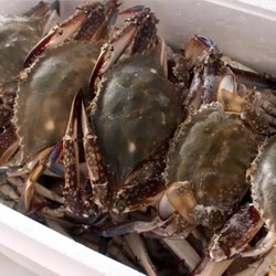 대용량 국내산 냉동 알찬 암꽃게 5kg 꽃게 알배기