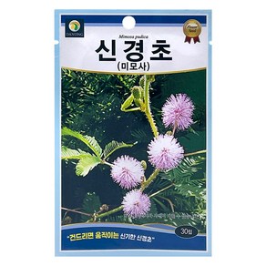 다농 신경초 미모사 씨앗 30p, 1개