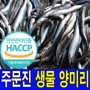 주문진 동해안 새벽에 조업한 싱싱한 생물 양미리 40마리 선주 직배송 HACCP해썹 인증업체에서 가공