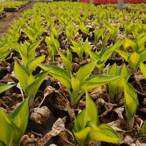 무늬 옥잠화 '호스타' Hosta 1~2촉(12cm포트) 7종