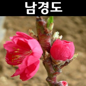 남경화/남경도 (적색꽃) 개화주 R3cm 분묘1개, 1개