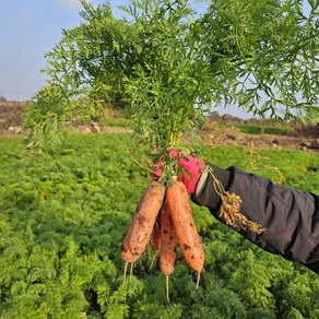 [당일발송] 제주 구좌당근 산지직송 주스용 햇 흙 당근 3kg 5kg 10kg, 1박스, 중 5kg