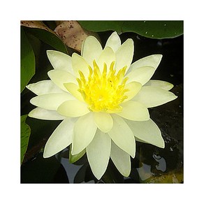 수련(한대수련) 크로마텔라 뿌리1개, 1개