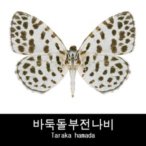 나비표본 바둑돌부전나비 Taraka hamada