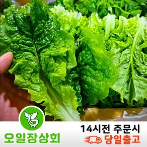 ( 오 일 장 상회 ) 국내산 청상추 1kg 2kg