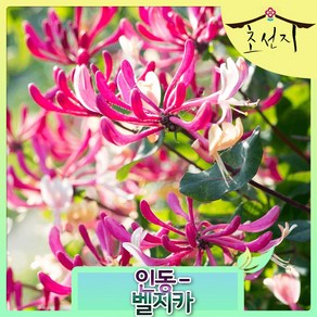 [초선지] 인동덩굴 P9포트 로니세라 할리아나 벨지카 드롭모어, 1개