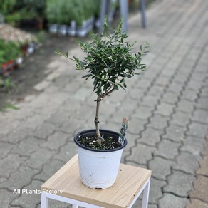 올리브나무 소품 외목대 플랜테리어 수형 핫도그수형 반려식물 에이피플랜츠, 1개