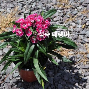 플러브 석죽