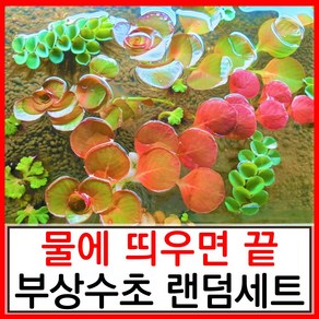 수초하우스) 물에 띄우면 끝. 초보 부상수초 랜덤세트(알아서 보내줌), 심플세트, 1세트