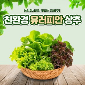 꽃피는 고래 유럽형 상추 GAP인증 유러피안 상추 샐러드 버터헤드 로메인 멀티리프 롤로로사 롤로비욘다 바타비아 오크리프 500그람 1키로