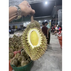 [행사시작-선착순100박스만 한정!] 항공 태국 두리안 생과 생두리안, 1개, 생두리안 1~1.5kg(1수)