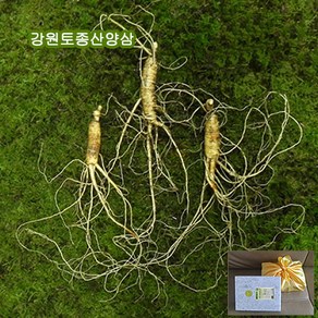 하주니 산양산삼 8년근 강원청정삼 산양삼 장뇌삼 장뇌산삼 야생 산삼 황절삼 무농약 자연산 면역력 명절 설 추석 선물세트 부모님 건강 고급 선물, 1세트, 2_산양산삼 07년근 03뿌리