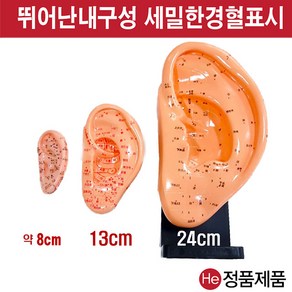 He 귀모형 대 24cm 4002ZY 경혈인형 수지침 경혈모형침구인형 한의원모형 혈점 혈자리 인체모형, 1개