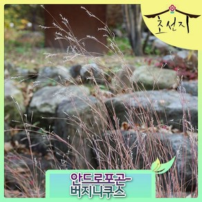 [초선지] 사초 안드로포곤 Andopogon Viginicus 포트묘, 안드로포곤 버지니서스, 1개