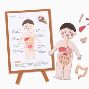 만들기자랑 인체 지도 만들기 소화기관 인체모형 교육 교구 어린이 수업 초등 유치부 과학시간 해부수업, 인체지도(소화기관)