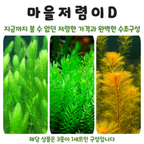 <수초마을> 완벽한 가성비수초구성 D저렴이구성(13줄기) 초보수초 후경수초 구피 새우 은신처, 1개